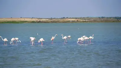 Gökçeada Tuz Gölü ve Flamingolar: Adanın Pembe Konukları