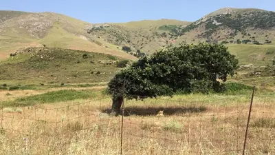Rüzgâra Karşı Koymadı, Onunla Yaşamayı Seçti: Gökçeada'nın Eğik Ağacı