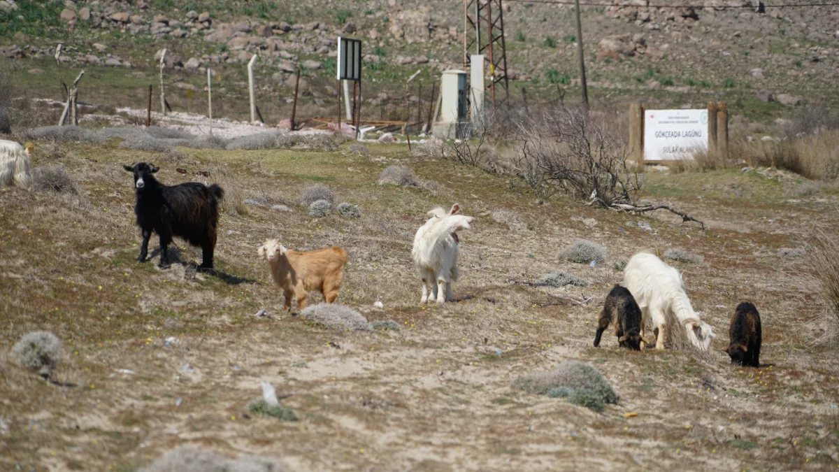 Gökçeada'da otlayan keçiler — ada doğası