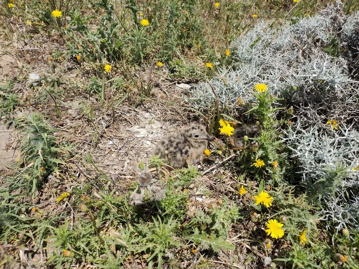 Gökçeada Tuz Gölü'nde Türkiye'nin En Büyük Ada Martısı Kolonisi Keşfedildi