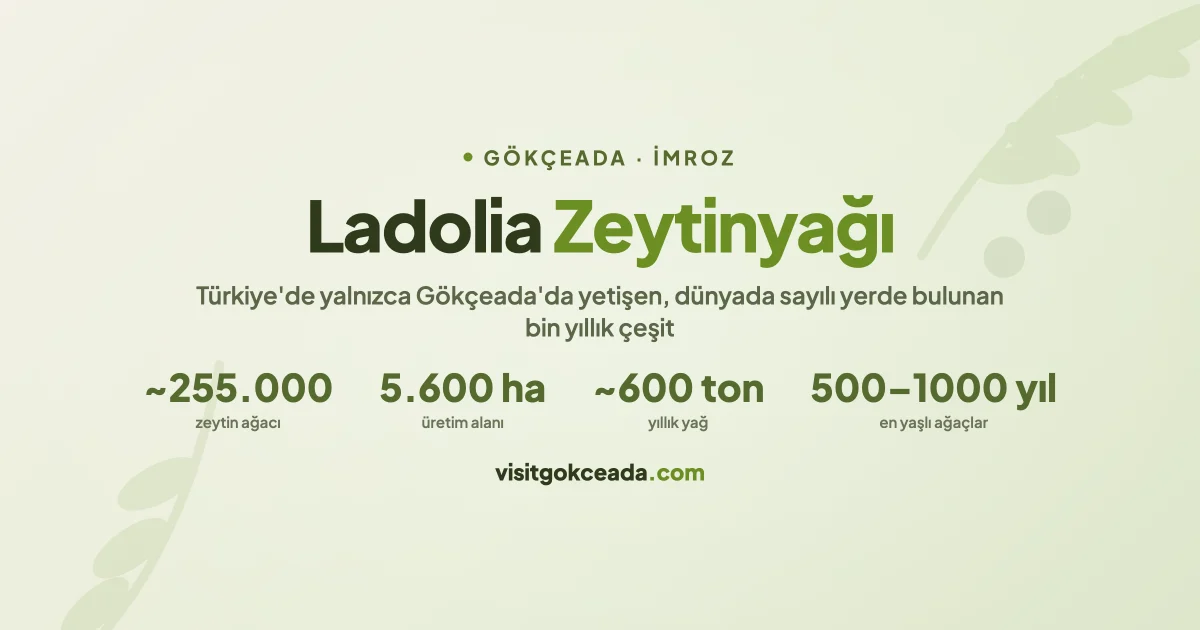 Gökçeada Ladolia Zeytinyağı: Dünyada Sadece Birkaç Yerde Yetişen Ada Hazinesi