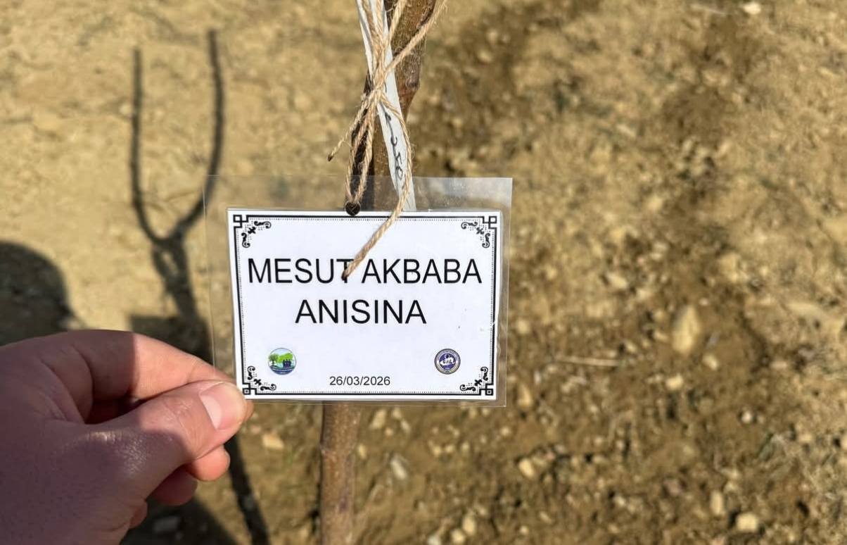 Mesut Akbaba anısına dikilen fidan