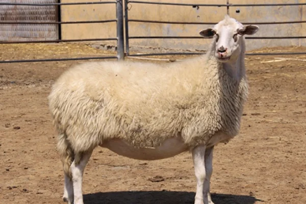 İmroz Koyunu: Gökçeada'nın Nesli Tehlikede Yerli Irkı