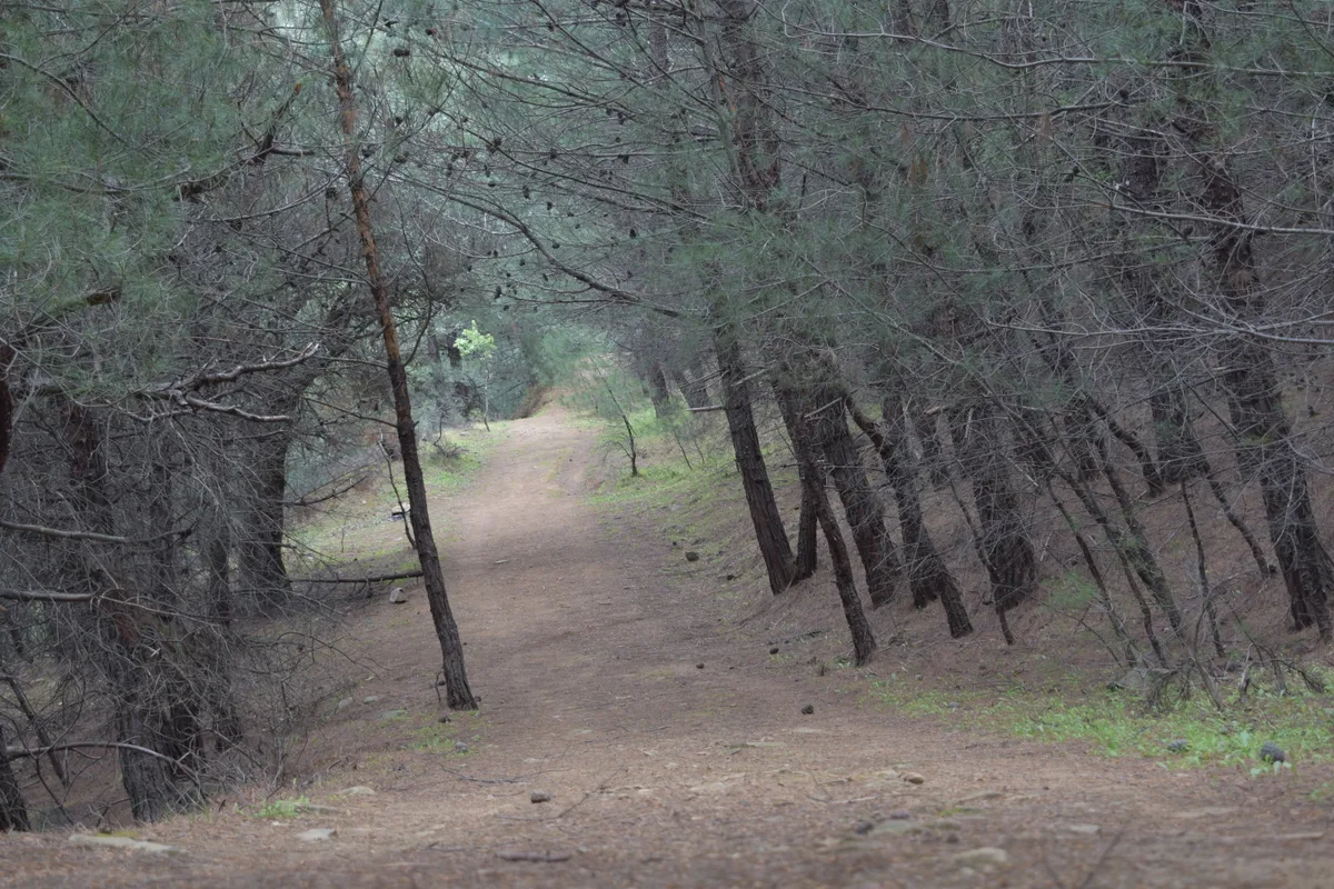 Gökçeada kış orman yürüyüş