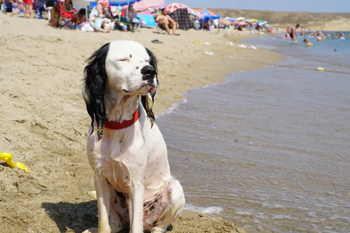Gökçeada'da köpekle plaj