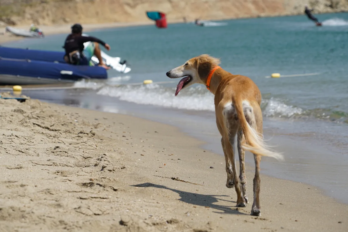 Gökçeada'da köpekle tatil