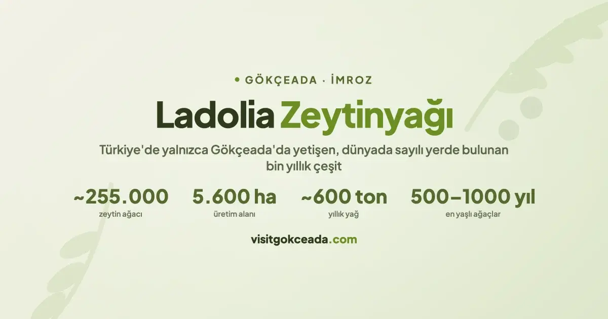 Gökçeada Ladolia Zeytinyağı: Dünyada Sadece Birkaç Yerde Yetişen Ada Hazinesi