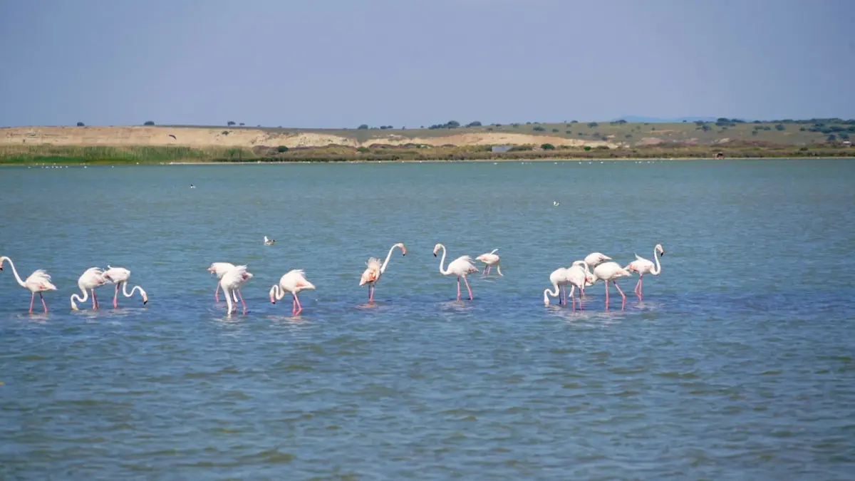Turkey's Largest Audouin's Gull Colony Discovered at Gökçeada's Tuz Gölü