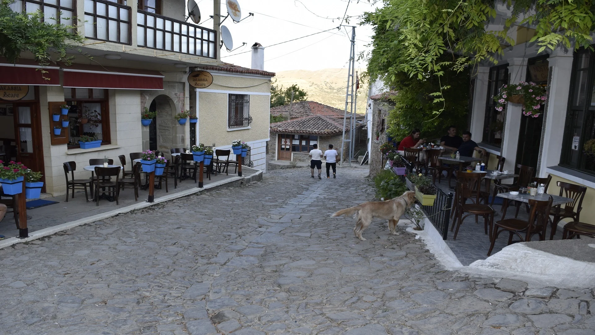 Gökçeada Zeytinliköy