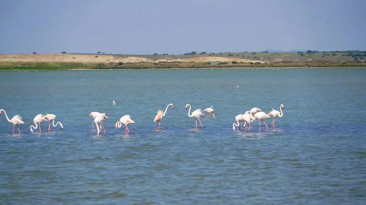 Gökçeada Tuz Gölü ve Flamingolar: Adanın Pembe Konukları