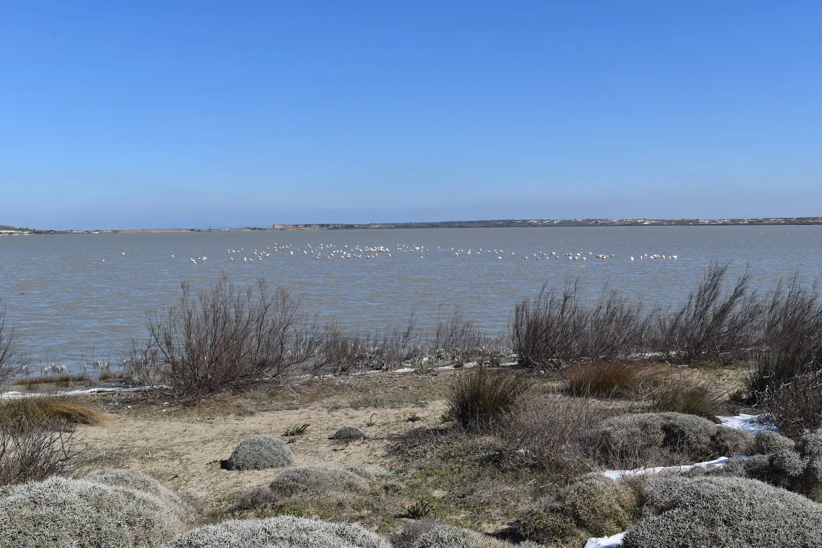 Gökçeada Tuz Gölü'nde uzaktan görünen flamingo sürüsü ve kıyı bitkileri