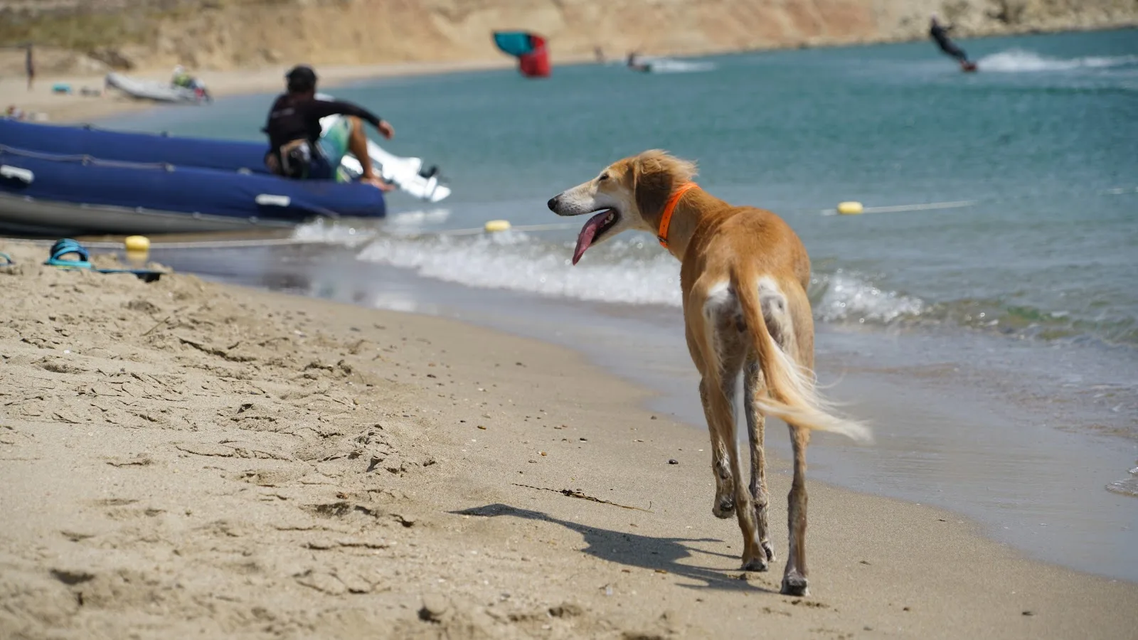 Gökçeada'ya Köpekle Tatil Rehberi: Plajlar ve Feribot