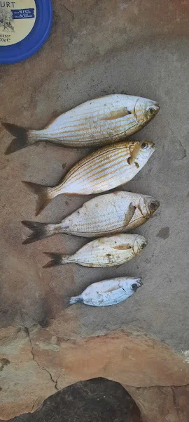 Galeri