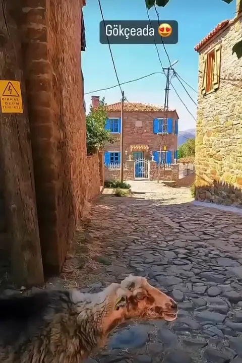 Erdem Market