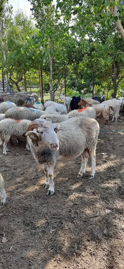 GÖKÇEADA DURAN KARDEŞLER ÇİFTLİĞi