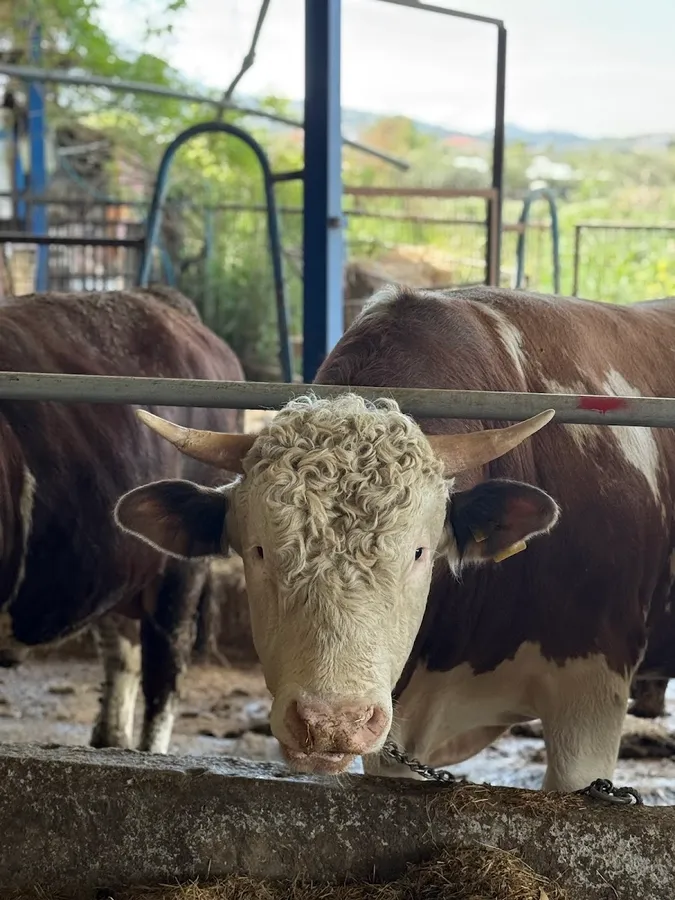 Canet Besi Çiftliği